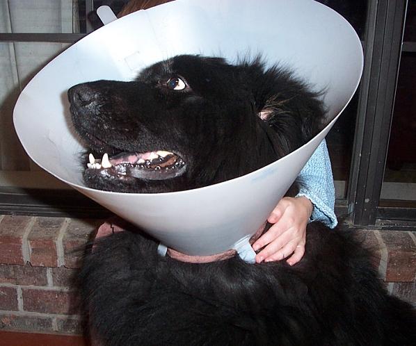 A New Type of Satellite Dish?